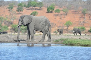 elephant chobe botswana safari mobile