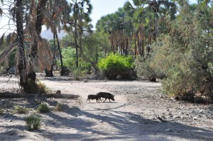 auto tour namibie chutes epupa himbas