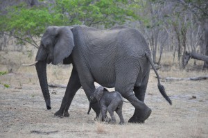 Elephant et bebe Chobe Botswana