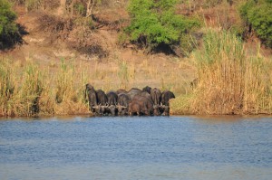 buffles buvant riviere okavango bande de caprivi namibie