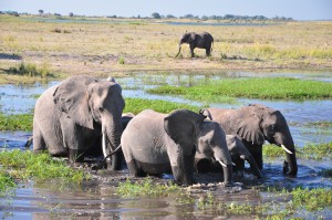 Elephant Parc de Chobe - Botswana Safari