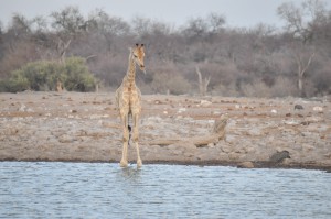 girafe parc national etosha namibie
