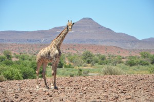 girafe giraffe namibie palmwag