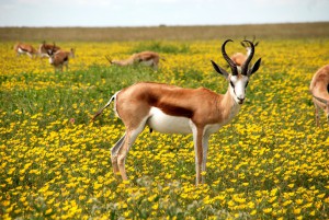 springbok antilope namibie