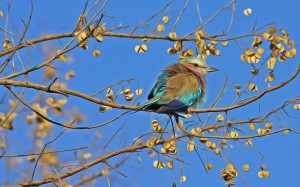 oiseau Rollier lilac breasted roller botswana