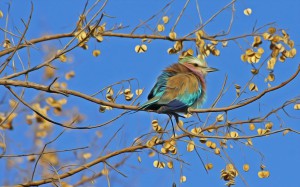 oiseau Rollier lilac breasted roller botswana
