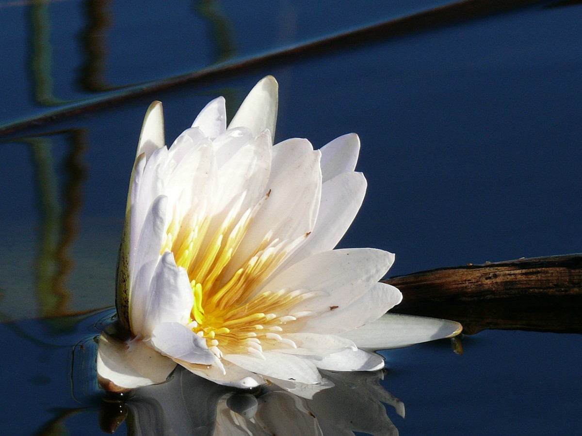 botswana delta de l'okavango nenuphar