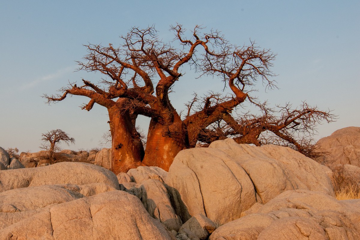 baobab botswana
