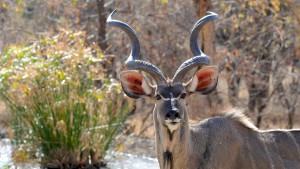 kudu botswana male
