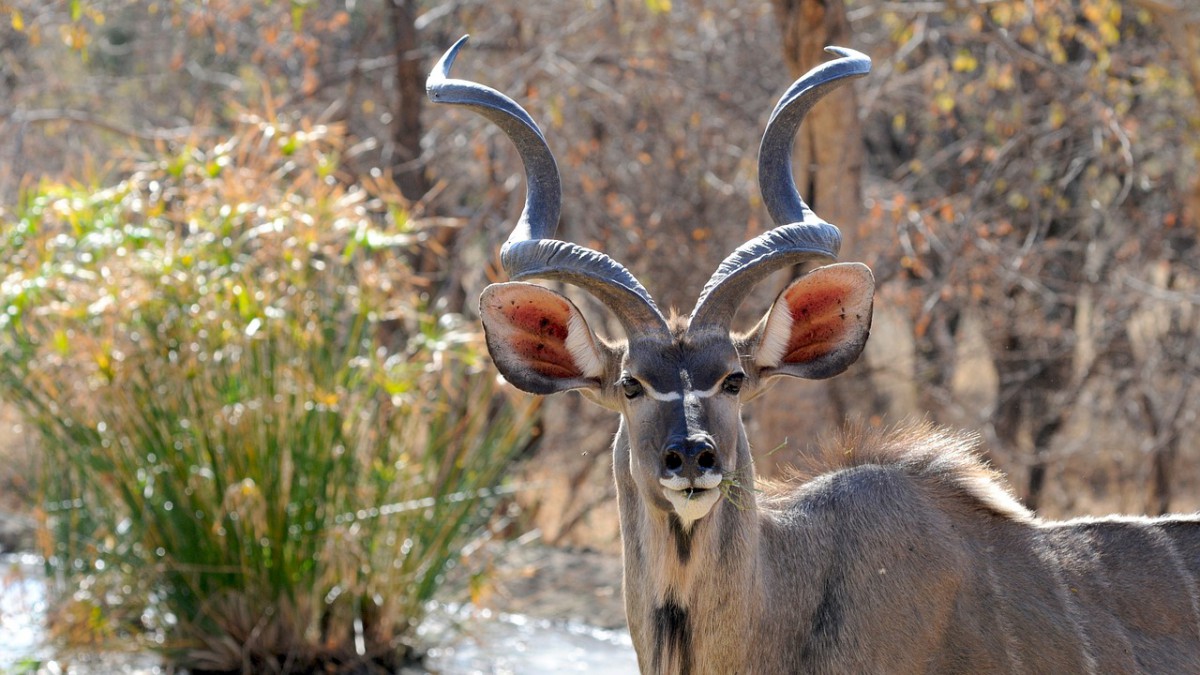 kudu botswana male