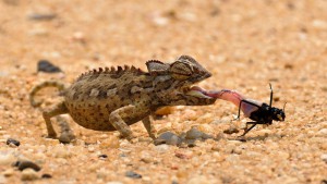 cameleon namibie desert