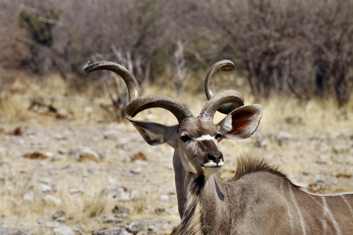 male kudu etosha