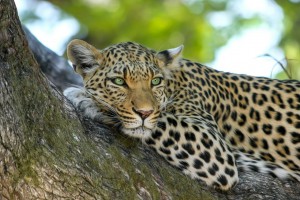 leopard moremi botswana