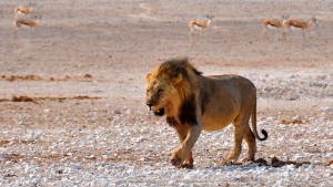 lion etosha