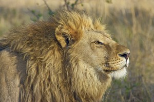 lion reserve de Moremi Botswana voyage exception safari