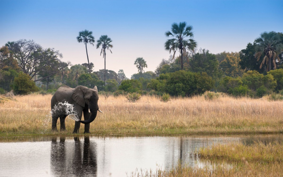 reserve de Moremi Botswana safari exception luxe