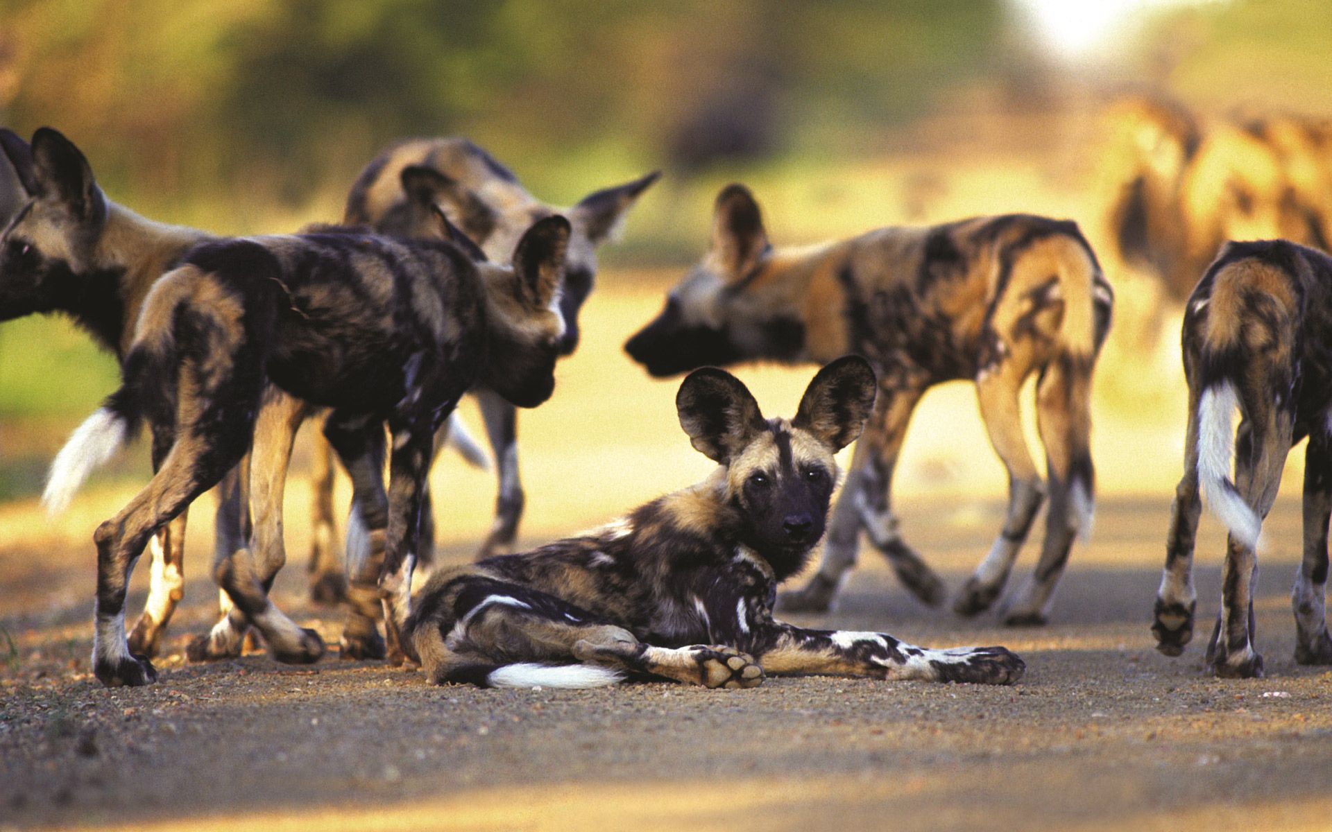 lycaons reserve de moremi botswana