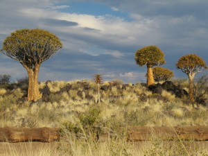 arbre namibie