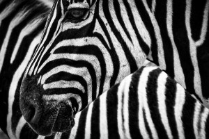 zebres etosha namibie