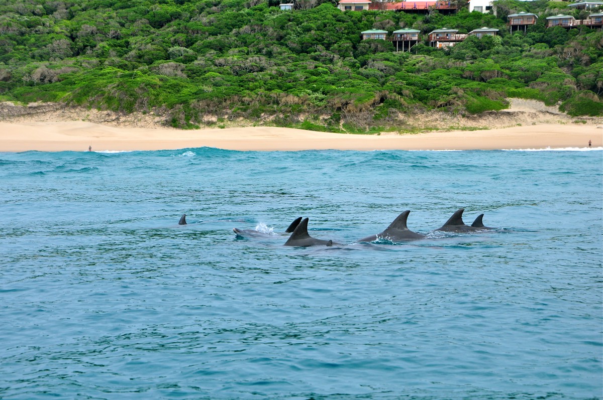 Nager avec les dauphins a Ponta do Ouro, voyage passion