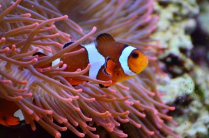 nemo a Vilanculos-mozambique