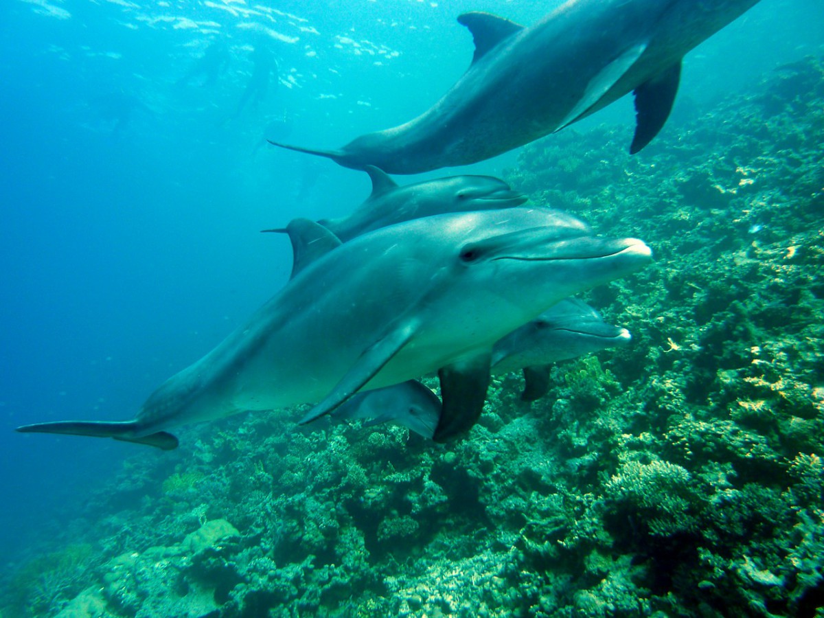 plongee sous marine vilanculos-mozambique