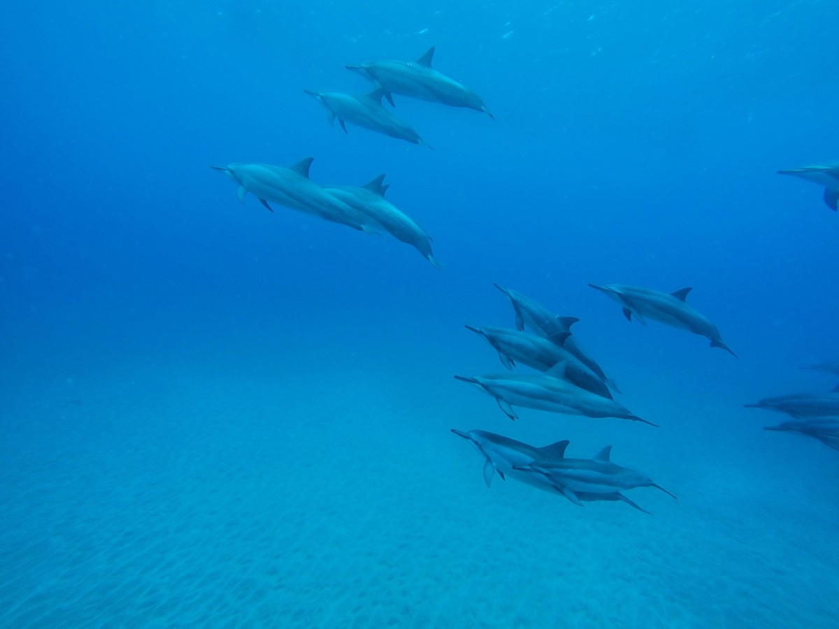 dauphins a Ponta do Ouro- Mozambique nager avec des dauphins