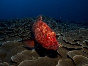 plongee sous marine ocean indien mozambique