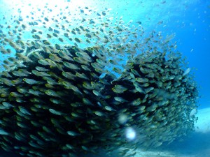 plongee Vilanculos-snorkelling Mozambique