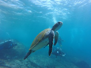 tortue de mer masque et tuba snorkelling vilanculos