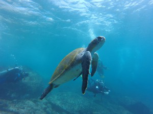 tortue de mer masque et tuba snorkelling vilanculos