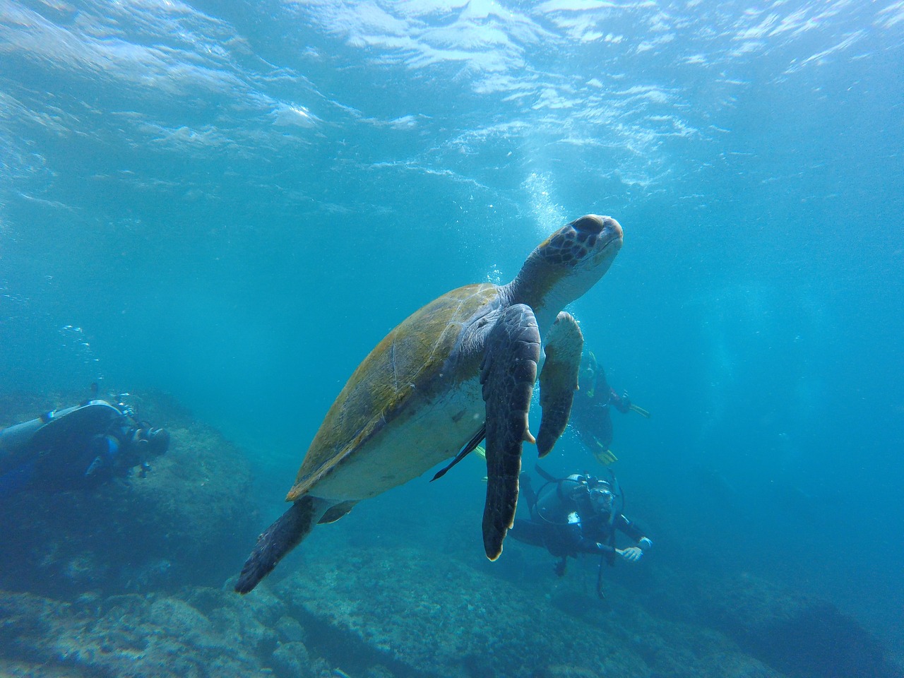 tortue de mer masque et tuba snorkelling vilanculos