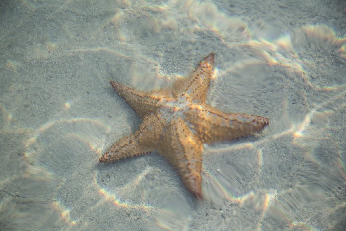 etoile de mer vilanculos mozambique