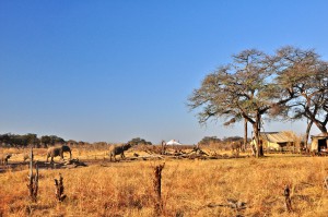 Elephants Hwange safari Zimbabwe