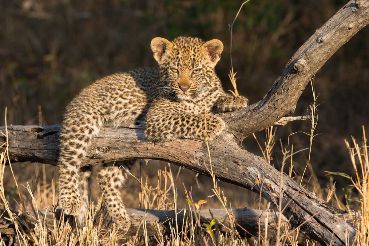 LEOPARD LONDOLOZI AFRIQUE DU SUD PARC DU KRUGER