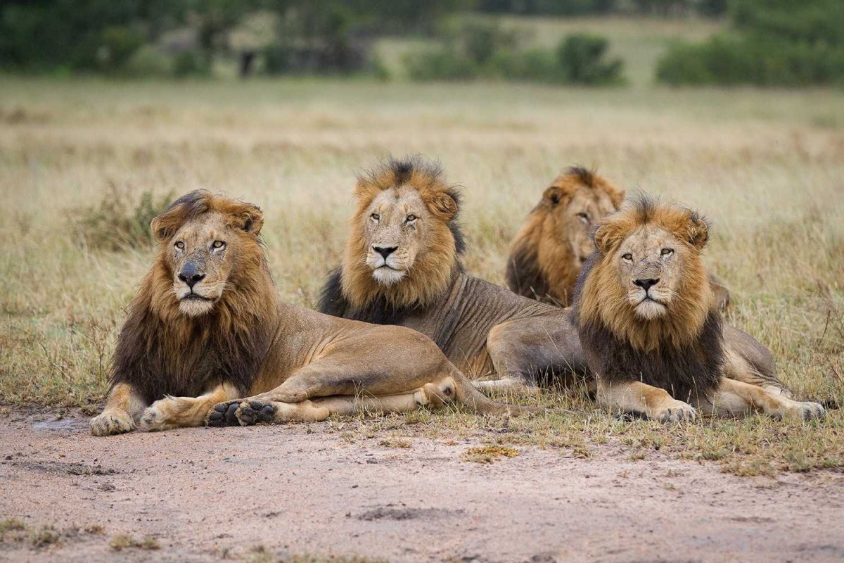 LIONS LONDOLOZI PARC KRUGER AFRIQUE DU SUD