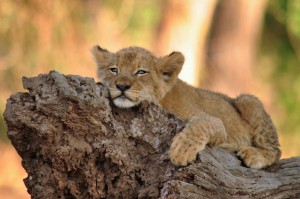 lionceau voyage zambie faune afrique sauvage