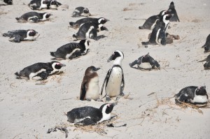 PINGOUINS AFRIQUE DU SUD SIMON S TOWN
