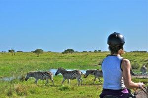 BALADE A CHEVAL AFRIQUE DU SUD ZEBRES