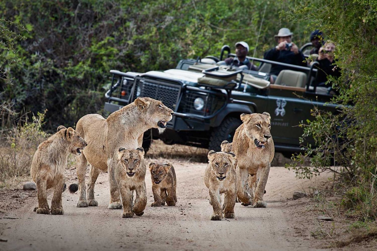 LIONS KRUGER AFRIQUE DU SUD LONDOLOZI