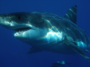 PLONGEE AVEC REQUIN BLANC AFRIQUE DU SUD