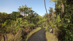 FORET TROPICALE CHUTES VICTORIA AFRIQUE ZIMBABWE