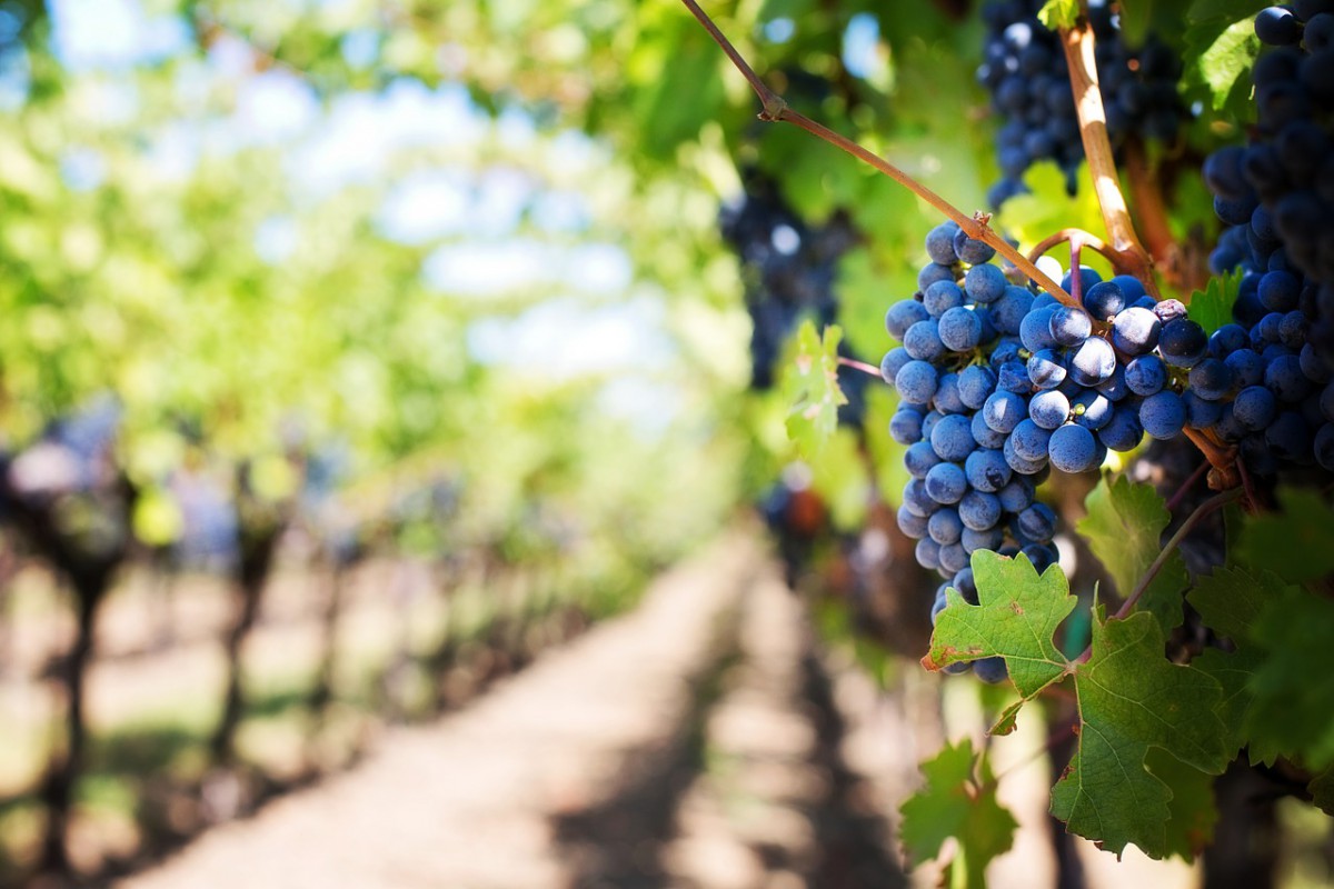 VIGNE VALLEE DES VINS AFRIQUE DU SUD