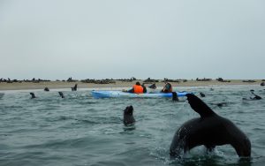 SAFARIS ET SPORTS EN AFRIQUE