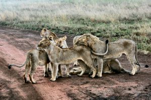 SAFARIS AFRIQUE FAMILLE ZAMBIE