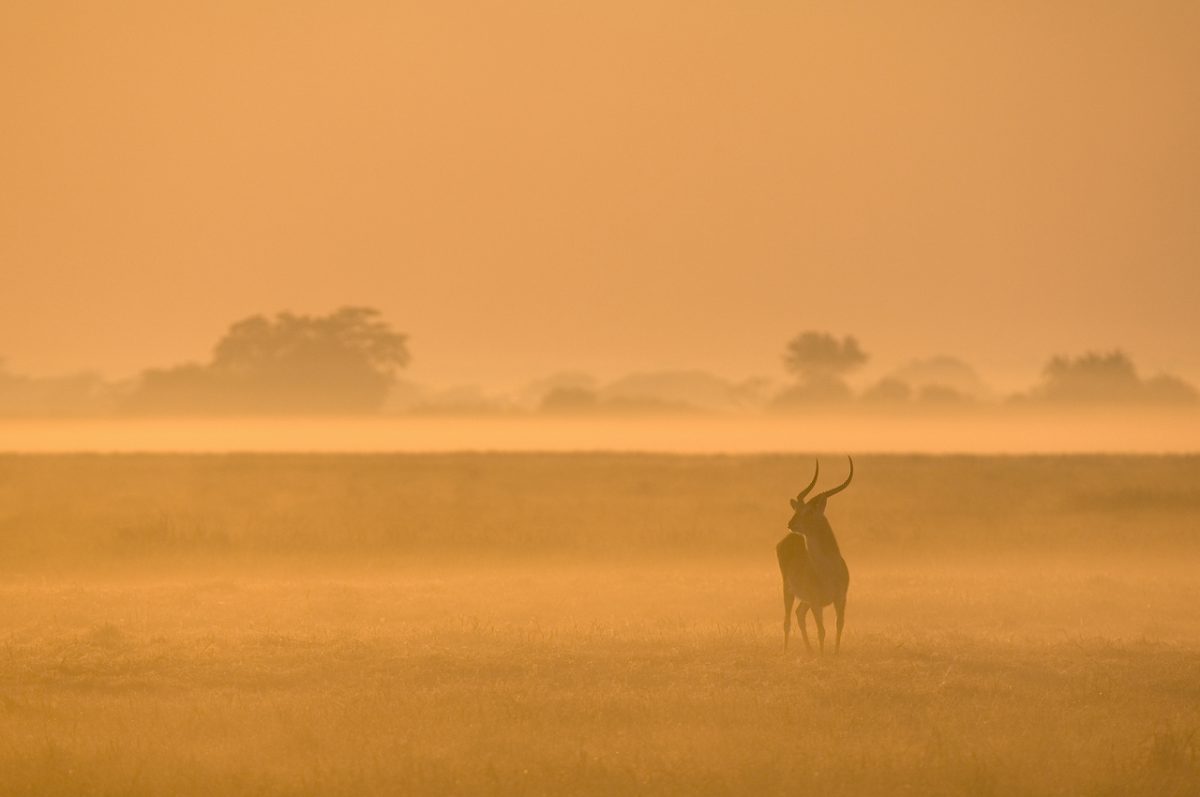 VOYAGE DE NOCES AFRIQUE SAFARIS ZAMBIE