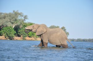 SAFARI FAMILLE AFRIQUE ZAMBIE