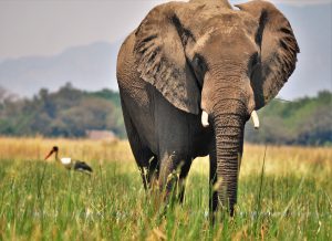 VOYAGE DE NOCES AFRIQUE SAFARIS ZAMBIE