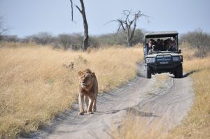 LION AFRIQUE ZIMBABWE