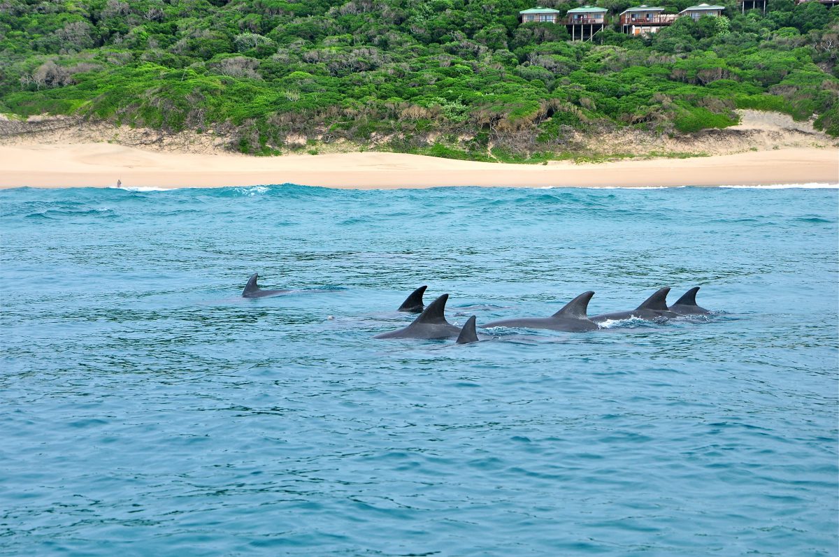 MOZAMBIQUE safari plongee DAUPHINS